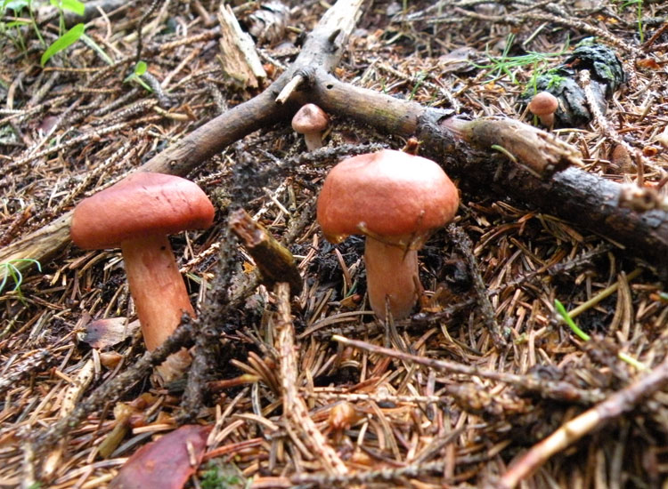 Tricholoma cfr ustale? (Lactarius rufus)